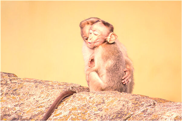 夢見沒看別人爬梯子是什麼意思？_周公解夢官網