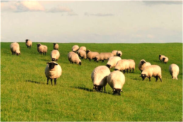 夢到隔壁鄰居給腦癱餵飯是什麼預兆_周公解夢官網