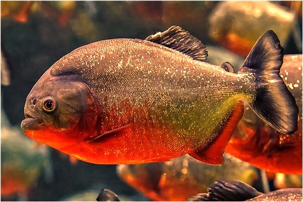 夢見給丈夫找異性怎么說_周公解夢官網