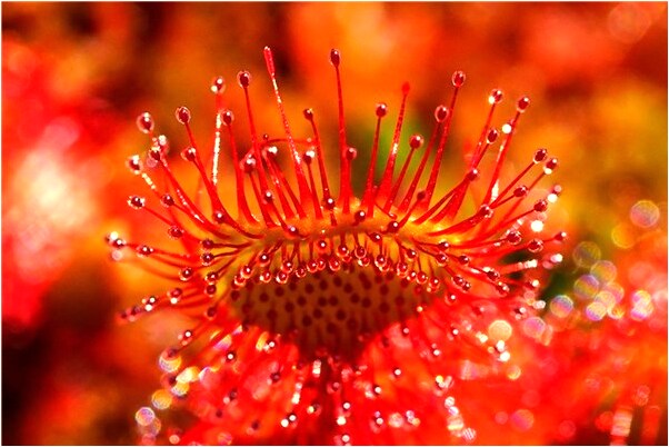 夢到粗心的小馬虎在做一道除法預示著什麼_周公解夢官網