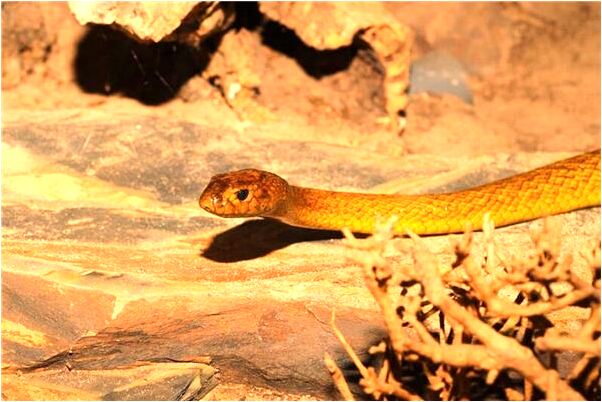 夢到很多潮蟲是什麼啟示_周公解夢官網