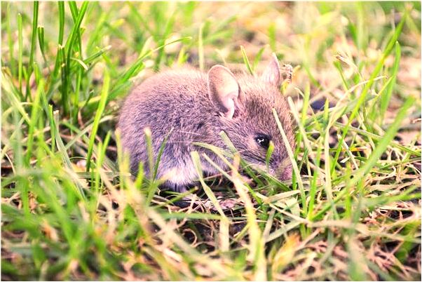 夢到了嘴上起泡破了有什麼意思嗎_周公解夢官網