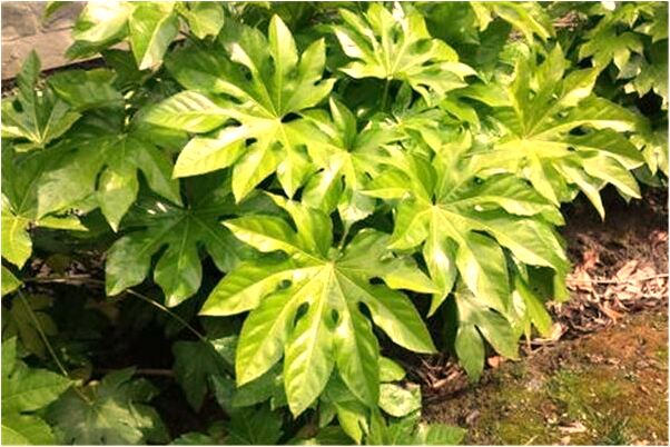 夢見買新電動車是什麼意思_周公解夢官網