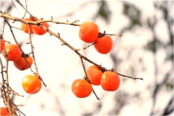 夢到女朋友懷孕是男孩意味著什麼_周公解夢官網