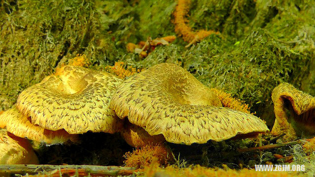 夢見未來的自己_周公解夢夢到未來的自己是什麼意思_做夢夢見未來的自己好不好_周公解夢官網