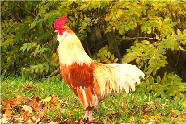 夢到了女友和他的前男友有聯繫是什麼兆頭_周公解夢官網