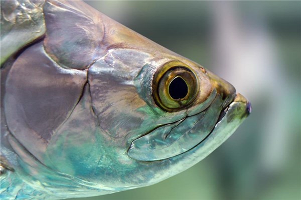 夢到了魚眼怎麼樣_周公解夢