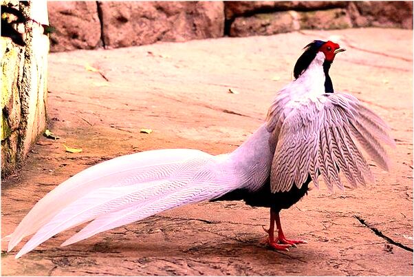 夢到被狼和老虎追意味什麼_周公解夢官網