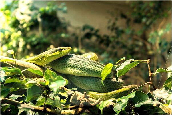 夢到了大蛇在身下代表著什麼？_周公解夢官網