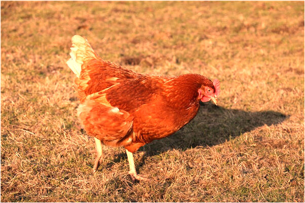 夢見同事升官怎么回事_周公解夢官網