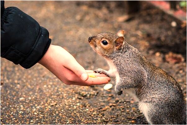 夢到豬牛死了是什麼意思？_周公解夢官網