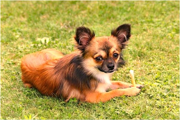 夢到添人進口是凶兆還是吉兆_周公解夢官網