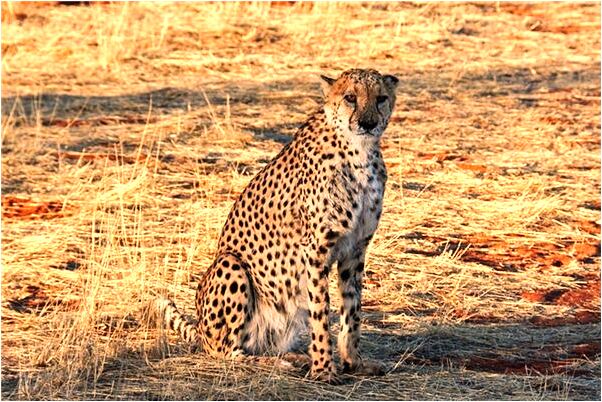 夢到腳被蛇咬流血了預示了什麼_周公解夢官網