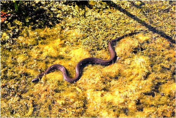 夢到腰帶頭壞瞭然後又掉了意味什麼_周公解夢官網