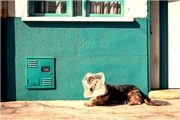 夢見被老頭包養什麼預兆_周公解夢官網