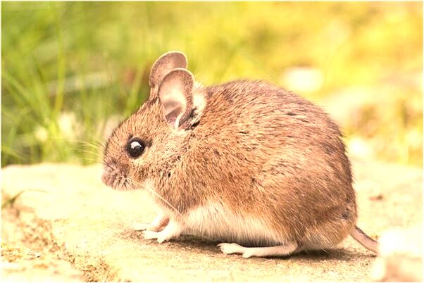 夢到要賠償預示什麼_周公解夢官網
