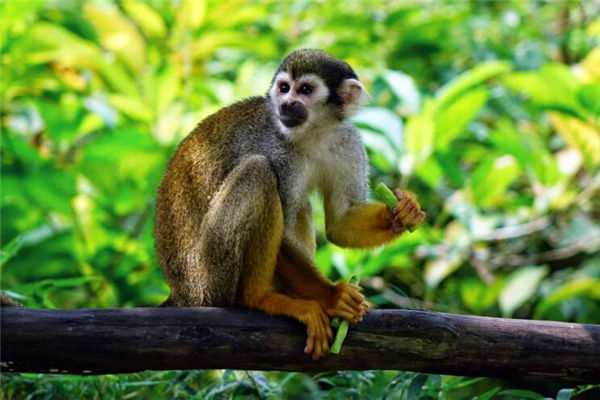 屬相猴的男人出生什麼年份_十二生肖