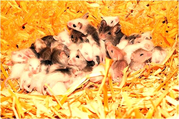 夢到水中的死人意味著什麼_周公解夢官網