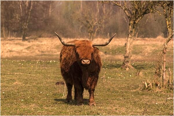 夢到懷孕的老婆生了女孩是什麼預兆_周公解夢官網