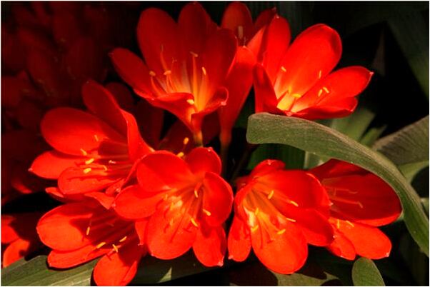 夢到和我愛的人結婚會怎么樣_周公解夢官網