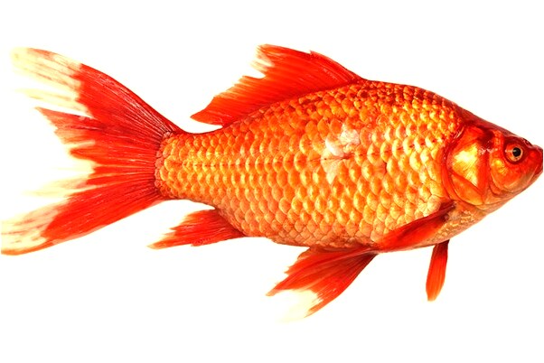 夢到墳邊撿乾柴啥意思_周公解夢官網