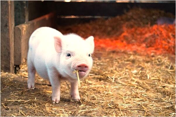 夢見蛇怎么解釋有什麼寓意嗎？_周公解夢官網