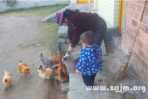 Grandmother feed the chickens