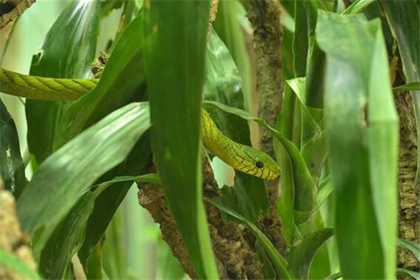 夢到蛇有什麼寓意嗎_周公解夢