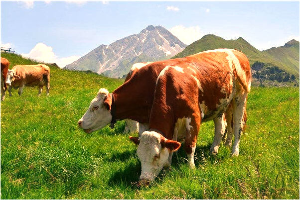 夢到了救小豬預示什麼_周公解夢官網