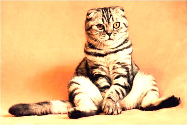 夢到了天落火球有什麼意思嗎_周公解夢官網