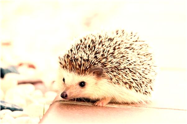 夢到了自己把肋骨摔斷了是好事還是壞事_周公解夢官網