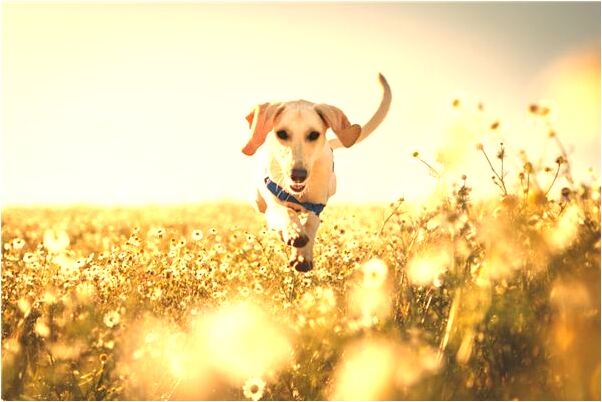 夢到可愛小孩子有什麼寓意嗎？_周公解夢官網