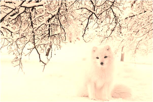 夢到了一堆烤肉代表著什麼？_周公解夢官網