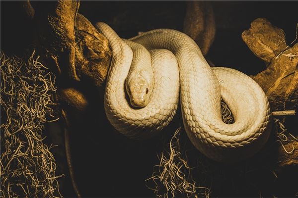 夢到白蛇咬自己有什麼徵兆_周公解夢