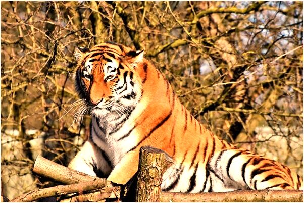 夢見病人家屬送東西是什麼預兆_周公解夢官網