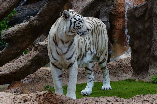 屬虎的性格和脾氣男人_十二生肖