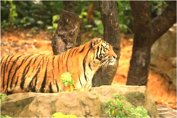 夢到了別人吃人見血是什麼意思？_周公解夢官網