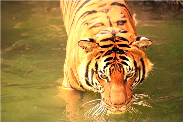 夢見自己偷東西被人追趕是好的徵兆嗎_周公解夢官網