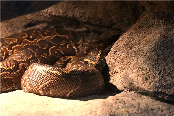 夢到了連續兩天找工作是凶兆還是吉兆_周公解夢官網