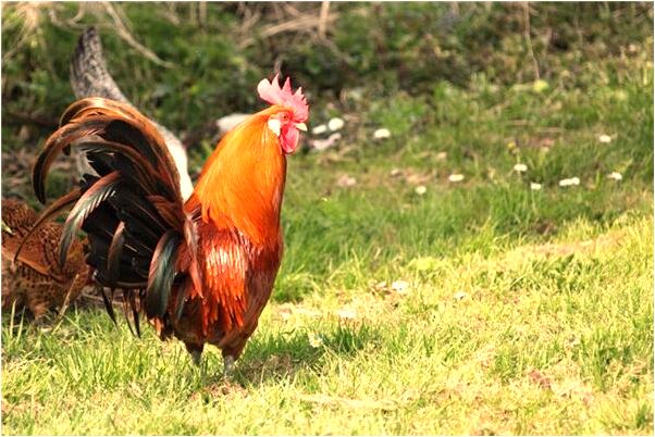 夢到了在地上爬是什麼預兆？_周公解夢官網