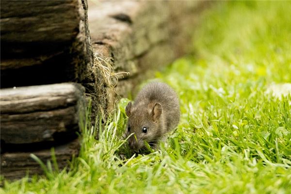 夢見老鼠懷孕是凶兆還是吉兆_周公解夢