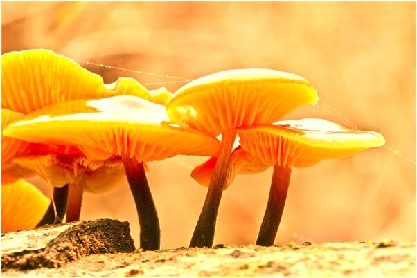 夢到了衛星天線是什麼徵兆_周公解夢官網