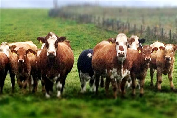 2021年屬牛的本命年多大了_十二生肖