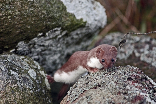 夢到黃鼠狼和雞好不好_周公解夢