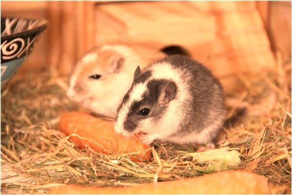 夢到了拿著石頭打人是好是壞_周公解夢官網