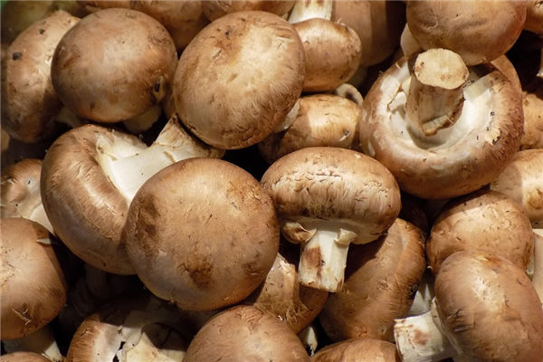 夢見香菇_周公解夢