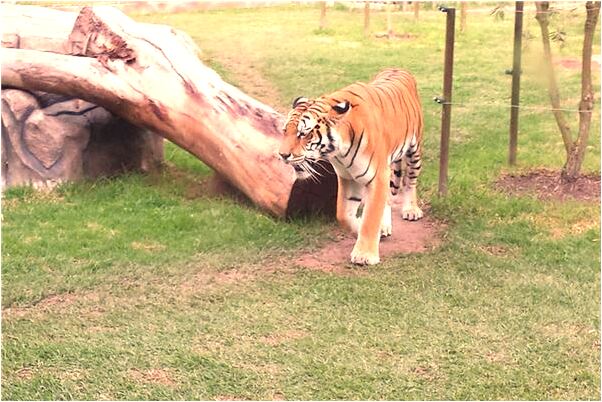 夢到毛孔粗大怎么辦有什麼寓意嗎？_周公解夢官網