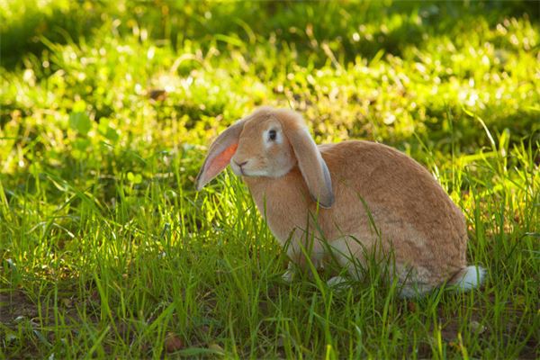 夢見抓野兔_周公解夢
