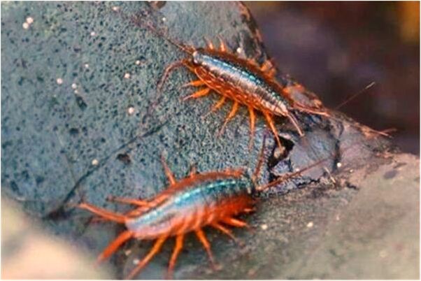 夢到廟宇和神像什麼預兆_周公解夢官網