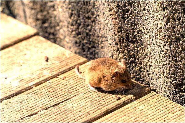 夢到了客廳凳子上放棺材會有什麼預兆_周公解夢官網